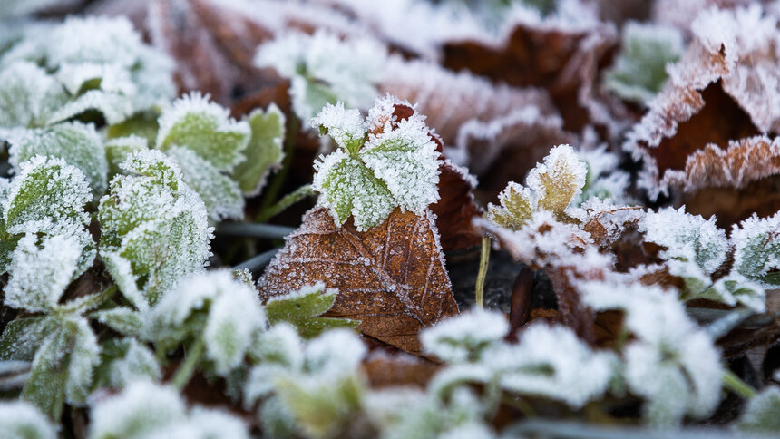 После весеннего равноденствия температура в Калининградской области упадёт до -4 - Новости Калининграда | Фото: Александр Подгорчук / Архив «Клопс»