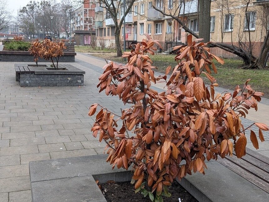 Возможно, кусты придется менять. | Фото: «СК»