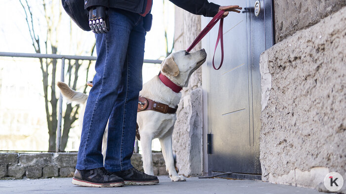 Доехать до моря: как собаки-поводыри помогают незрячим калининградцам снова чувствовать себя свободными (фото)   - Новости Калининграда | Фото: Александр Подгорчук / «Клопс»