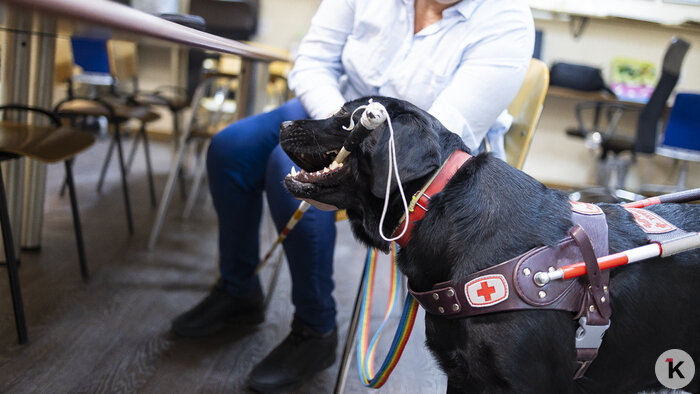 Доехать до моря: как собаки-поводыри помогают незрячим калининградцам снова чувствовать себя свободными (фото)   - Новости Калининграда