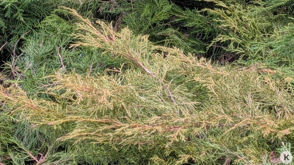 Специалисты разберутся: Елена Дятлова прокомментировала состояние декоративных кустарников на Рокоссовского (фото)   - Новости Калининграда | Фото: «Клопс»