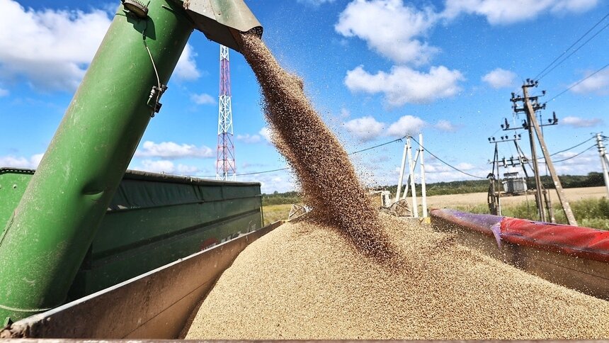 Калининградскую пшеницу отправили в самую густонаселённую страну Африки - Новости Калининграда | Фото: Александр Подгорчук / Архив «Клопс»