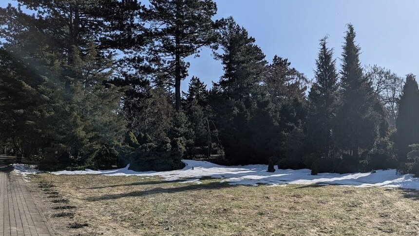 Плесень склеила траву: калининградский агроном рассказал, как понять, пережил ли ваш газон зиму - Новости Калининграда | Фото: «Клопс»