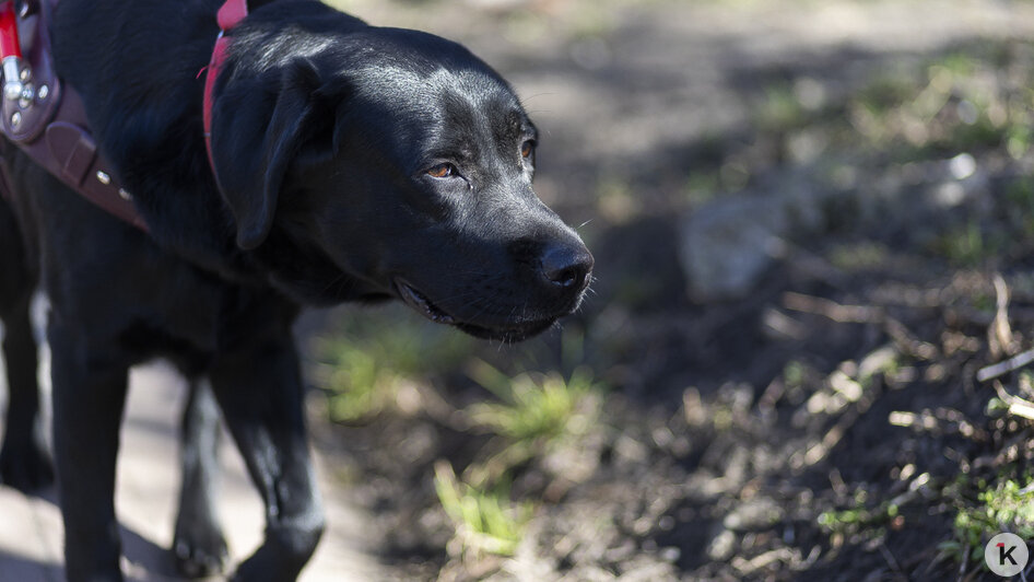 Доехать до моря: как собаки-поводыри помогают незрячим калининградцам снова чувствовать себя свободными (фото)   - Новости Калининграда | Фото: Александр Подгорчук / «Клопс»