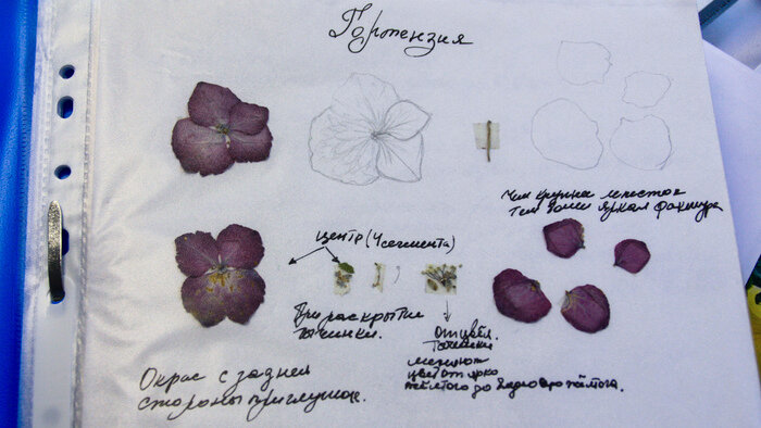 Ботанический разбор. | Фото: Маргарита Юркова