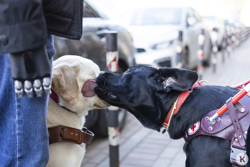 Доехать до моря: как собаки-поводыри помогают незрячим калининградцам снова чувствовать себя свободными (фото)   - Новости Калининграда | Фото: Александр Подгорчук / «Клопс»