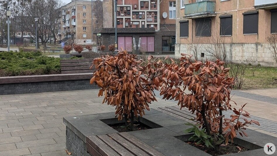 Специалисты разберутся: Елена Дятлова прокомментировала состояние декоративных кустарников на Рокоссовского (фото)   - Новости Калининграда | Фото: «Клопс»