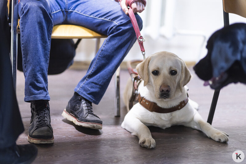 Доехать до моря: как собаки-поводыри помогают незрячим калининградцам снова чувствовать себя свободными (фото)   - Новости Калининграда | Фото: Александр Подгорчук / Архив «Клопс»