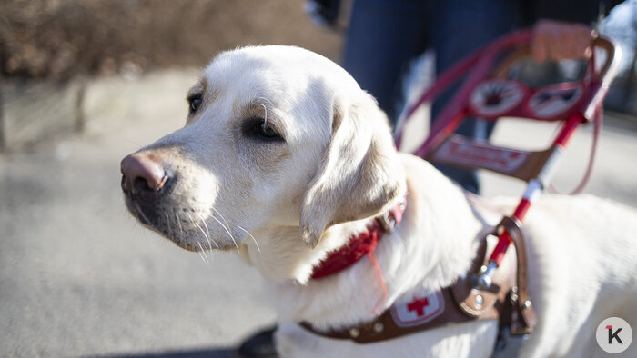 Доехать до моря: как собаки-поводыри помогают незрячим калининградцам снова чувствовать себя свободными (фото)   - Новости Калининграда | Фото: Александр Подгорчук / «Клопс»