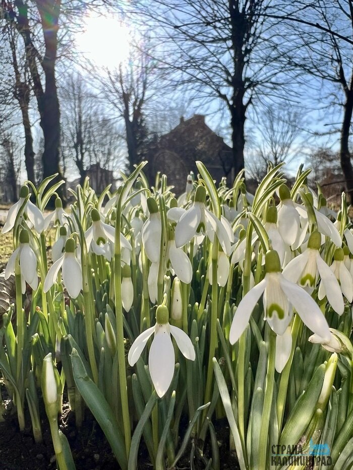 Весь город украсили подснежники | Фото: Оксана Сазонова