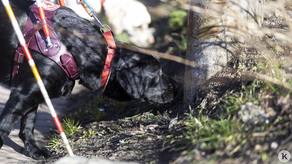 Доехать до моря: как собаки-поводыри помогают незрячим калининградцам снова чувствовать себя свободными (фото)   - Новости Калининграда | Фото: Александр Подгорчук / «Клопс»