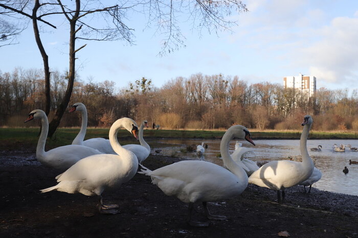 Парк имени Макса Ашманна.  | Фото: архив «СК»