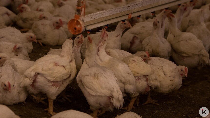 В Калининградской области растёт поголовье птицы, но снижается производство яиц   - Новости Калининграда | Фото: Александр Подгорчук / Архив «Клопс»