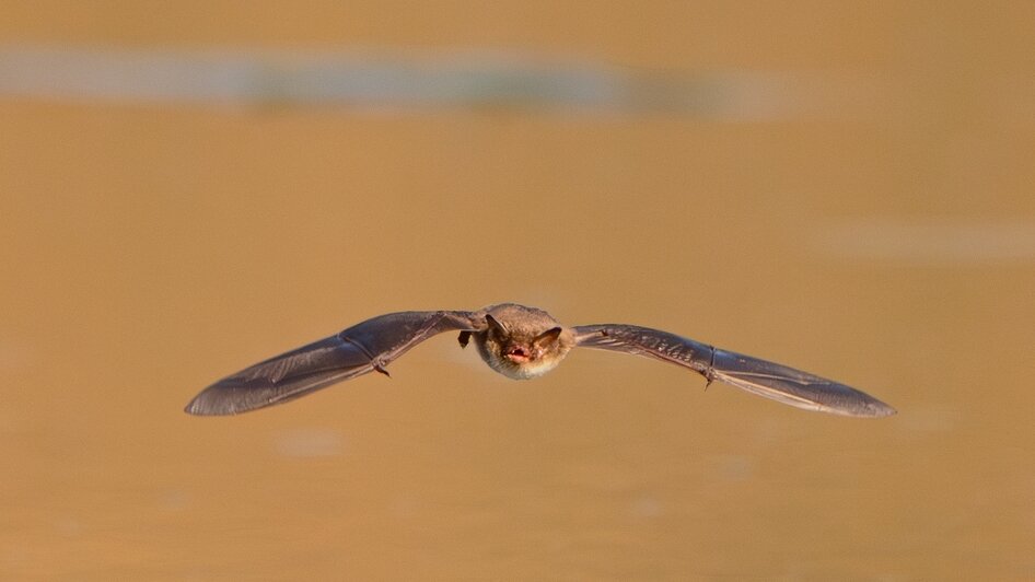 Дневное дефиле ночницы: калининградка сфотографировала летучую мышь (фото, видео)   - Новости Калининграда | Фото: Ольга Музюкина / телеграм-канал «Радио Птичка»
