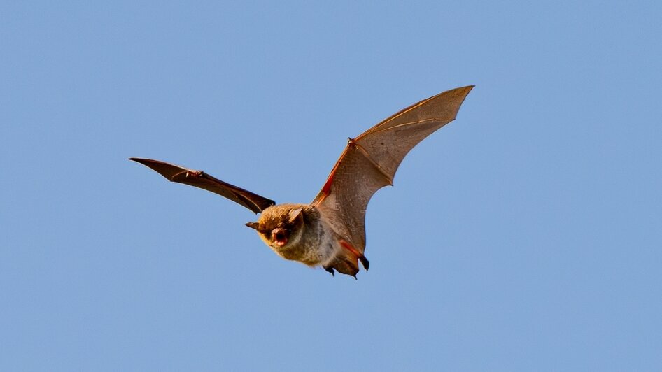 Дневное дефиле ночницы: калининградка сфотографировала летучую мышь (фото, видео)   - Новости Калининграда | Фото: Ольга Музюкина / телеграм-канал «Радио Птичка»
