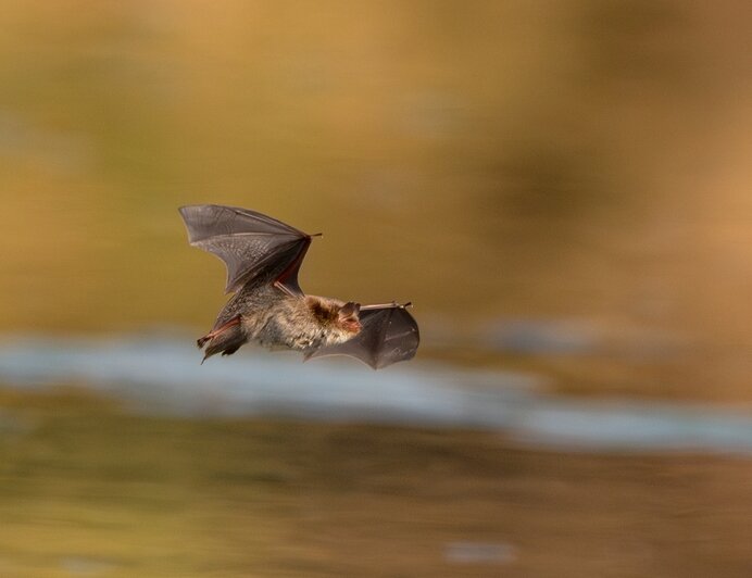 Дневное дефиле ночницы: калининградка сфотографировала летучую мышь (фото, видео)   - Новости Калининграда | Фото: Ольга Музюкина / телеграм-канал «Радио Птичка»