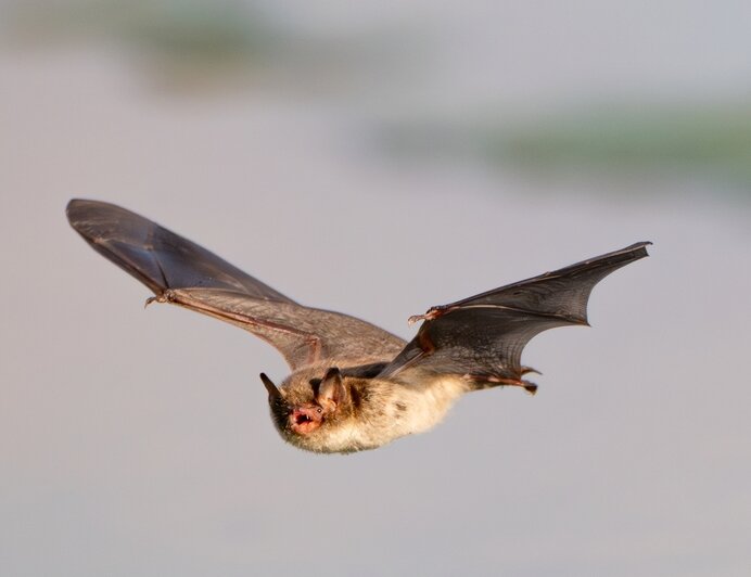 Дневное дефиле ночницы: калининградка сфотографировала летучую мышь (фото, видео)   - Новости Калининграда | Фото: Ольга Музюкина / телеграм-канал «Радио Птичка»