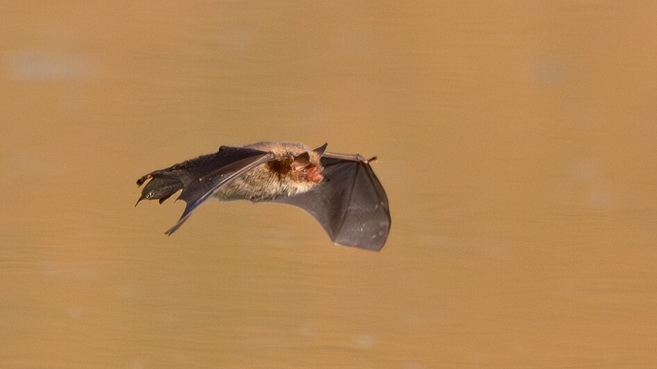 Дневное дефиле ночницы: калининградка сфотографировала летучую мышь (фото, видео)   - Новости Калининграда | Фото: Ольга Музюкина / телеграм-канал «Радио Птичка»