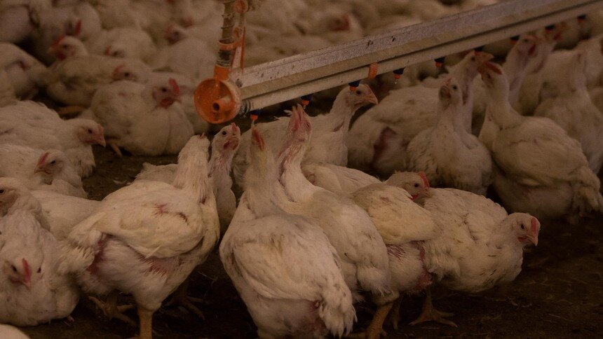 Калининградских уток и кур бесплатно будут прививать от птичьего гриппа - Новости Калининграда | Фото: Александр Подгорчук / Архив «Клопс»