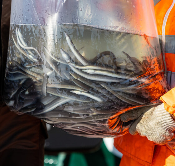 В Калининградской области продолжат восстанавливать запасы европейского угря - Новости Калининграда