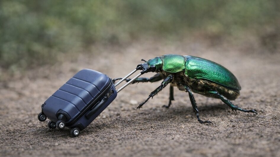 Шуточное изображение краснокнижной бронзовки и оленька, обитающих на Литвале | Иллюстрация:  «Клопс»