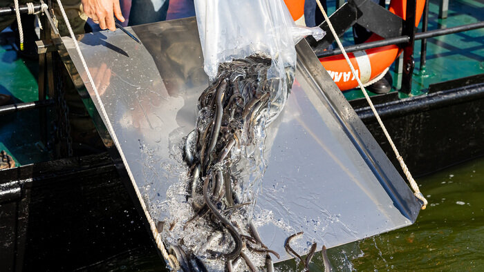 В Калининградской области продолжат восстанавливать запасы европейского угря - Новости Калининграда