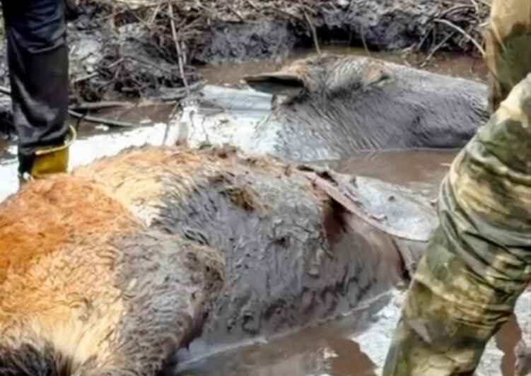 Под Багратионовском шестеро мужчин целый час тащили рыжего жеребёнка из болота (фото)   - Новости Калининграда | Фото: Руслан Хисамов