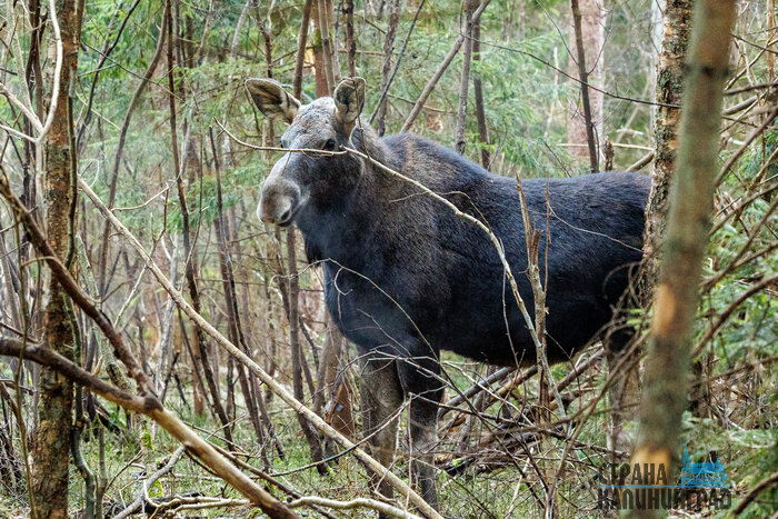 Утренняя хозяйка леса: лосиха на Куршской косе попала в объектив