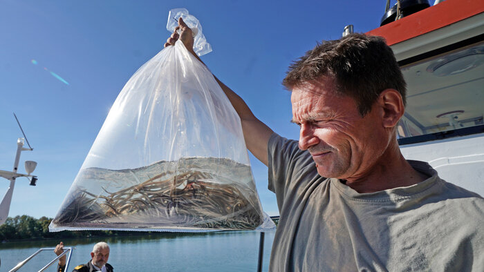 В Калининградской области продолжат восстанавливать запасы европейского угря - Новости Калининграда
