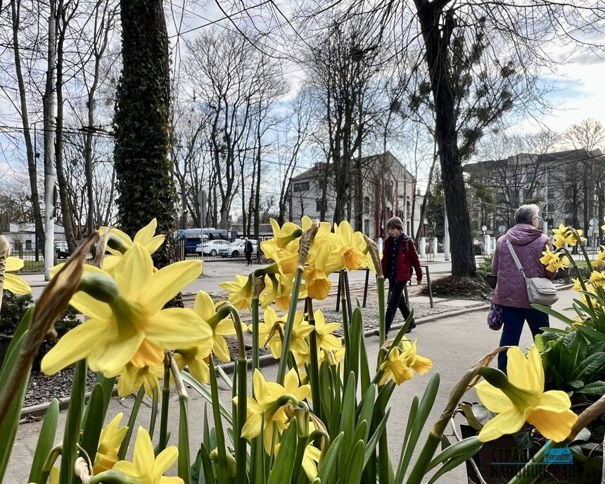 Цветы и деревья уже начали распускаться | Фото: Оксана Сазонова