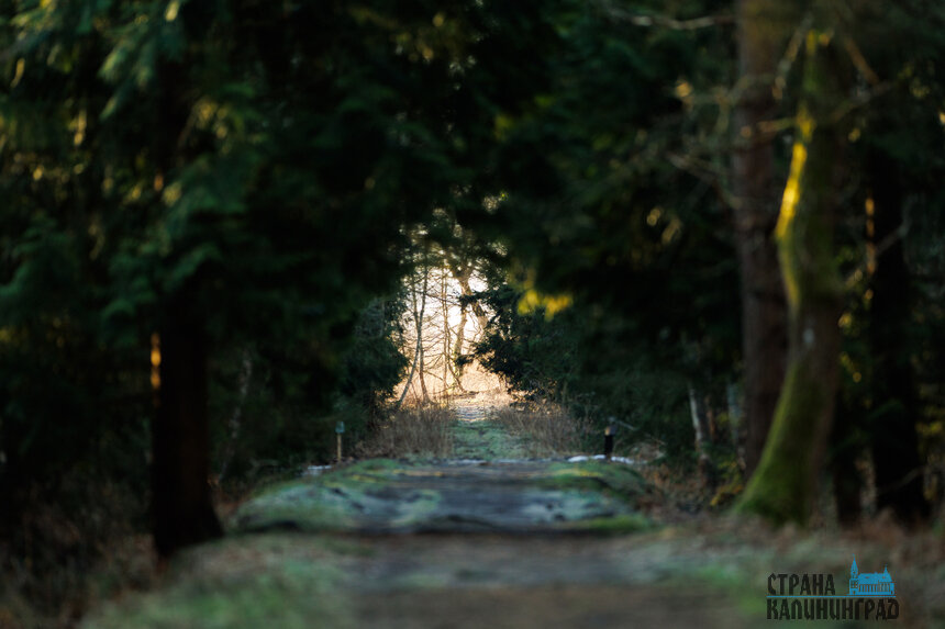 Утренняя хозяйка леса: лосиха на Куршской косе попала в объектив