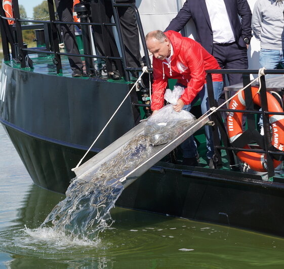 В Калининградской области продолжат восстанавливать запасы европейского угря - Новости Калининграда