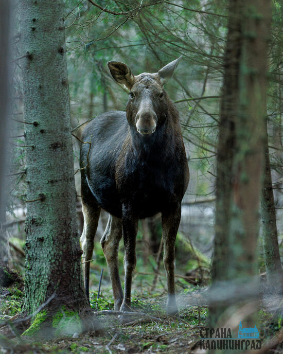 Утренняя хозяйка леса: лосиха на Куршской косе попала в объектив