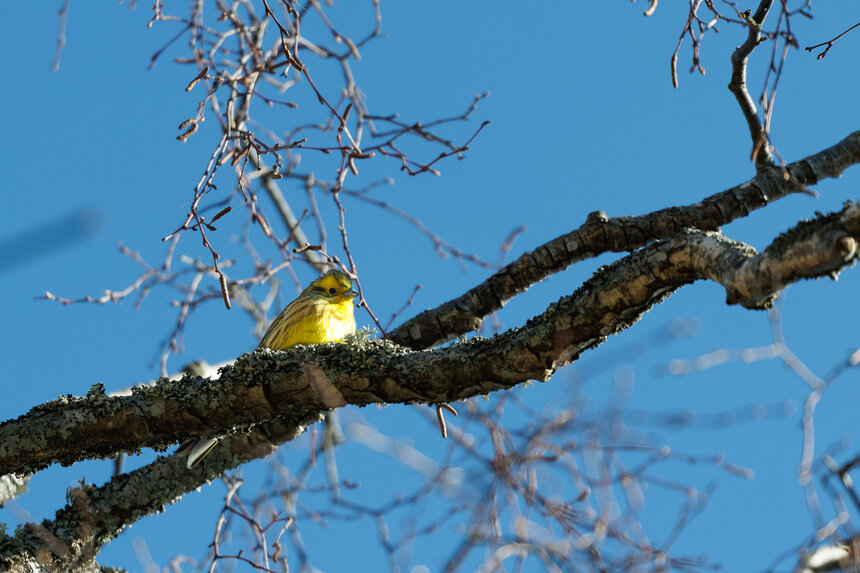 Обыкновенная овсянка - Куршская коса в марте | Фото: Александр Мелехов