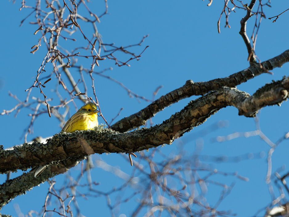 Обыкновенная овсянка - Куршская коса в марте