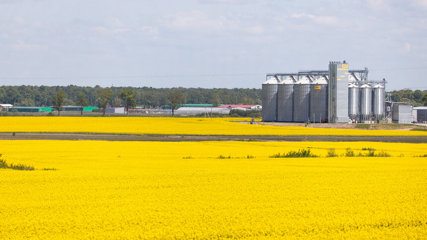 Калининградские аграрии завалят китайский рынок жмыхом, шротом и маслом - Новости Калининграда | Фото: Александр Подгорчук / Архив «Клопс»
