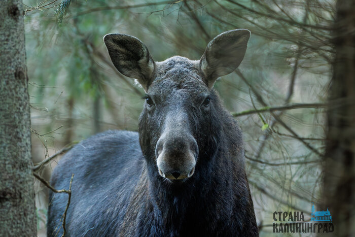 Утренняя хозяйка леса: лосиха на Куршской косе попала в объектив