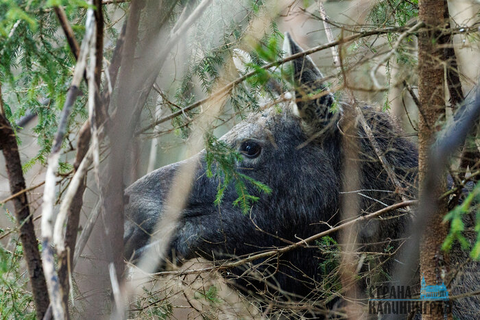 Утренняя хозяйка леса: лосиха на Куршской косе попала в объектив