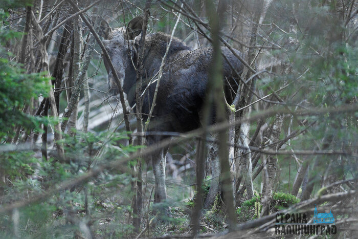 Утренняя хозяйка леса: лосиха на Куршской косе попала в объектив