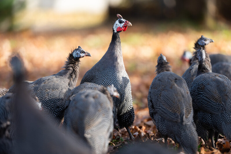 В течение дня будет работать выставка птичьих гнезд, яиц и перьев, а также фотовыставка «Из жизни птиц». | Фото: Александр Мелехов
