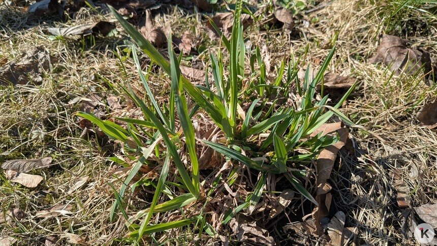 Скосить нельзя помиловать: как понять, что газон придётся пересеять, рассказал калининградский агроном   - Новости Калининграда | Фото: «Клопс»