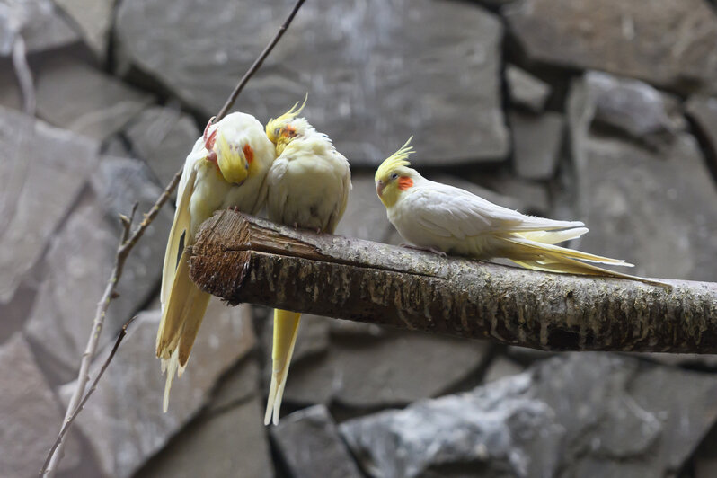 В течение дня будет работать выставка птичьих гнезд, яиц и перьев, а также фотовыставка «Из жизни птиц». | Фото: Александр Мелехов