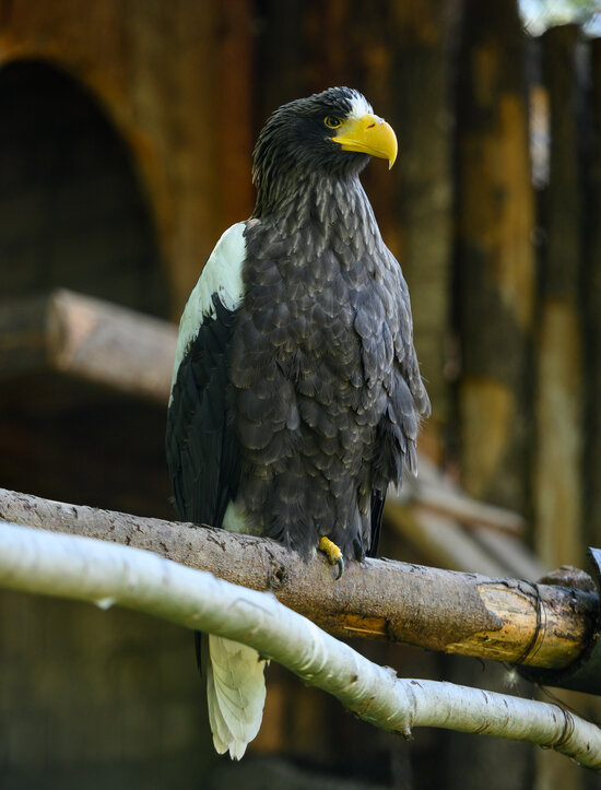 Можно увидеть, как кормят хищников | Фото: Александр Мелехов