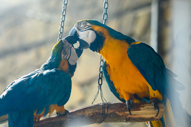 В течение дня будет работать выставка птичьих гнезд, яиц и перьев, а также фотовыставка «Из жизни птиц». | Фото: Александр Мелехов