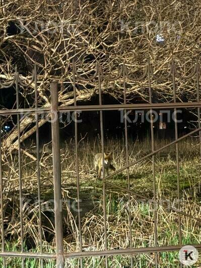 Дикое животное в туристическом центре: на острове Канта увидели лису (фото, видео) - Новости Калининграда | Фото: очевидец