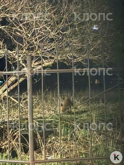 Дикое животное в туристическом центре: на острове Канта увидели лису (фото, видео) - Новости Калининграда | Фото: очевидец