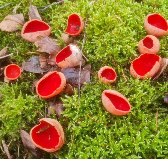 В Калининградских лесах созрели «эльфийские чаши» (фото)   - Новости Калининграда | Фото: Николай Смирнов