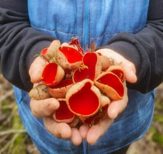 В Калининградских лесах созрели «эльфийские чаши» (фото)   - Новости Калининграда | Фото: Николай Смирнов