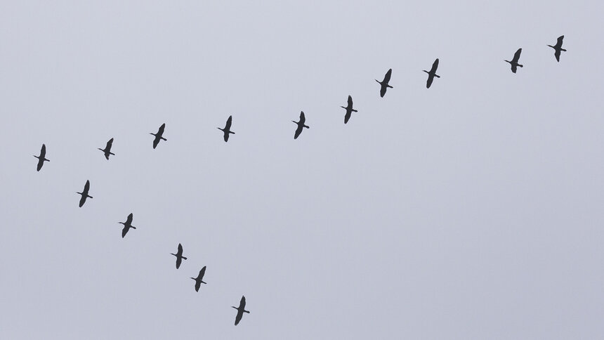 Возвращение ближних мигрантов: на Куршской косе сезон кольцевания начнут раньше обычного - Новости Калининграда | Фото: Александр Подгорчук / «Клопс»