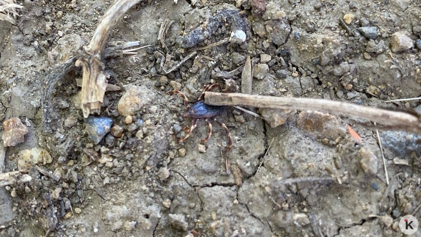 Калининградец утверждает, что заметил на Девау клеща размером с майского жука (фото)   - Новости Калининграда | Фото: Даниил